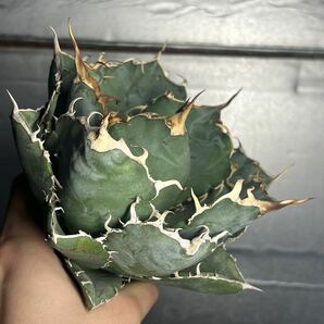 多肉植物 【特選】 アガベ agave titanota チタノタ『白鯨』 1の画像4