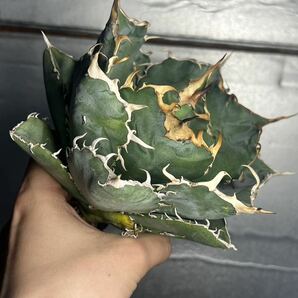 多肉植物 【特選】 アガベ agave titanota チタノタ『白鯨』 1の画像2