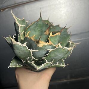 多肉植物 【特選】 アガベ agave titanota チタノタ『白鯨』 3の画像2