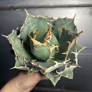 多肉植物 【特選】 アガベ agave titanota チタノタ『白鯨』 4の画像6