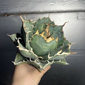 多肉植物 【特選】 アガベ agave titanota チタノタ『白鯨』 4の画像3