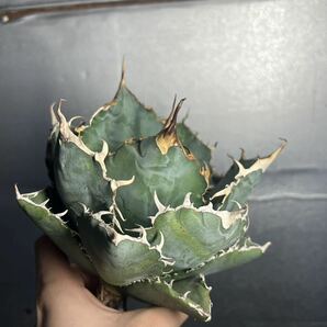 多肉植物 【特選】 アガベ agave titanota チタノタ『白鯨』 5の画像1