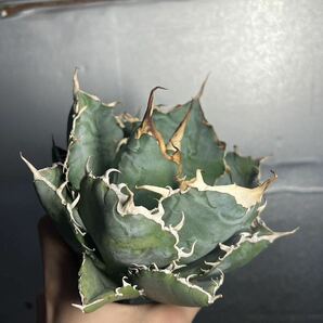 多肉植物 【特選】 アガベ agave titanota チタノタ『白鯨』 5の画像2