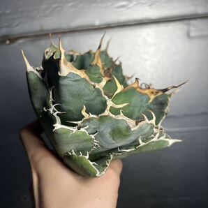 多肉植物 【特選】 アガベ agave titanota チタノタ『白鯨』 7の画像6