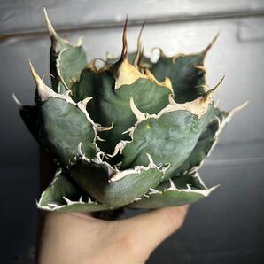 多肉植物 【特選】 アガベ agave titanota チタノタ『白鯨』 超良型株 12の画像1