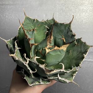 多肉植物 【特選】 アガベ agave titanota チタノタ『白鯨』 1の画像7