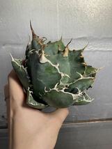 多肉植物　【特選】　アガベ　agave titanota チタノタ『白鯨』　5_画像5