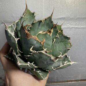 多肉植物 【特選】 アガベ agave titanota チタノタ『白鯨』 5の画像6