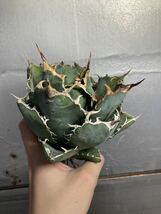 多肉植物　【特選】　アガベ　agave titanota チタノタ『白鯨』　5_画像1