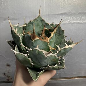 多肉植物 【特選】 アガベ agave titanota チタノタ『白鯨』 6の画像1