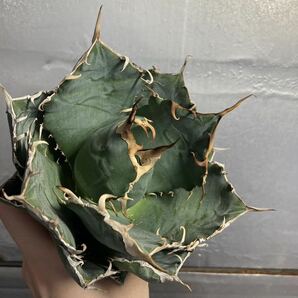 多肉植物 【特選】 アガベ agave titanota チタノタ『白鯨』 6の画像8