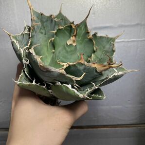 多肉植物 【特選】 アガベ agave titanota チタノタ『白鯨』 7の画像4