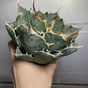 多肉植物 【特選】 アガベ agave titanota チタノタ『白鯨』 7の画像3