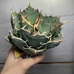 多肉植物 【特選】 アガベ agave titanota チタノタ『白鯨』 8の画像2