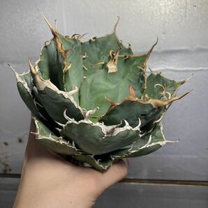 多肉植物 【特選】 アガベ agave titanota チタノタ『白鯨』 8の画像6