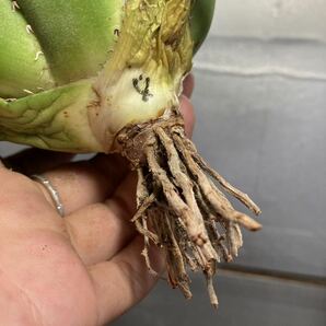 多肉植物 【特選】 アガベ agave titanota チタノタ『白鯨』 8の画像9