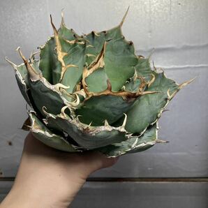 多肉植物 【特選】 アガベ agave titanota チタノタ『白鯨』 8の画像3