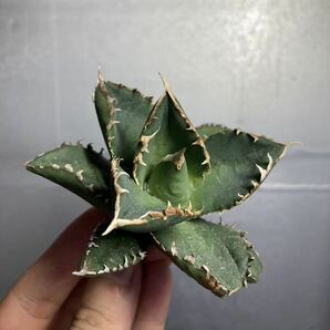 多肉植物 【特選】 アガベ agave titanota チタノタ『狼人』 1の画像6