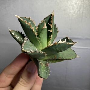 多肉植物 【特選】 アガベ agave titanota チタノタ『狼人』 1の画像8