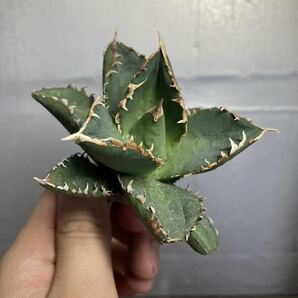 多肉植物 【特選】 アガベ agave titanota チタノタ『狼人』 1の画像2