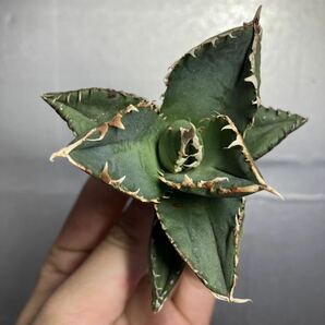 多肉植物 【特選】 アガベ agave titanota チタノタ『狼人』 2の画像1