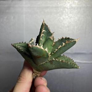 多肉植物 【特選】 アガベ agave titanota チタノタ『狼人』 2の画像2