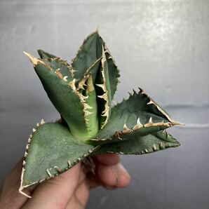 多肉植物 【特選】 アガベ agave titanota チタノタ『狼人』 3の画像7