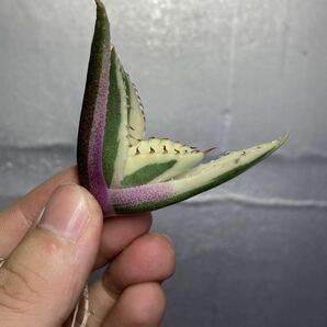 多肉植物 【特選】 アガベ agave titanota チタノタ『スナグルトゥース』 2の画像7