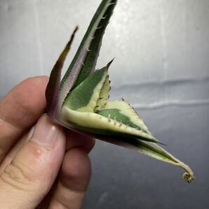 多肉植物 【特選】 アガベ agave titanota チタノタ『スナグルトゥース』 3の画像1