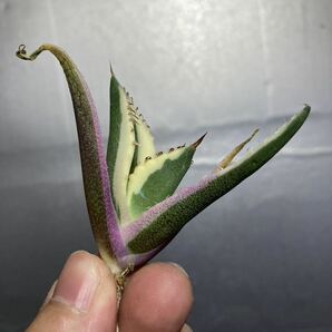 多肉植物 【特選】 アガベ agave titanota チタノタ『スナグルトゥース』 3の画像4