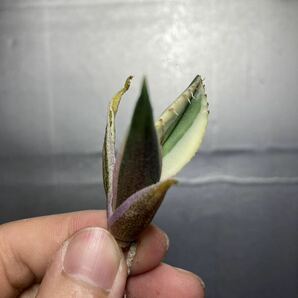 多肉植物 【特選】 アガベ agave titanota チタノタ『スナグルトゥース』 5の画像2