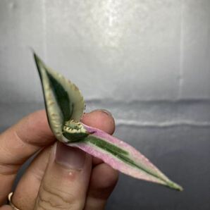 多肉植物 【特選】 アガベ agave titanota チタノタ『スナグルトゥース』 7の画像4