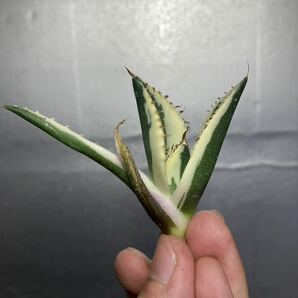 多肉植物 【特選】 アガベ agave titanota チタノタ『スナグルトゥース』 101の画像1