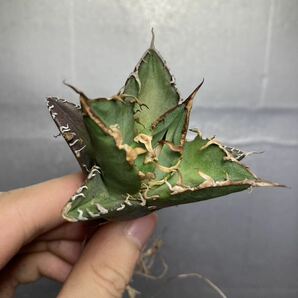 多肉植物 【特選】 アガベ agave titanota チタノタ『シーザー』 10の画像1