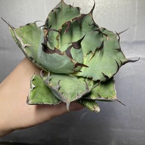 多肉植物 【特選】 アガベ agave titanota チタノタ『黒鯨』 1の画像1