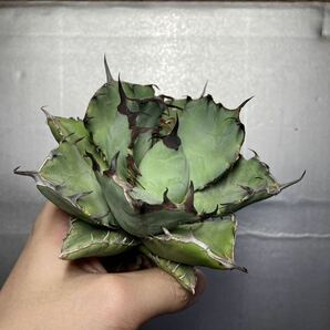 多肉植物 【特選】 アガベ agave titanota チタノタ『黒鯨』 5の画像4