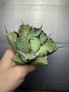 多肉植物　【特選】　アガベ　agave titanota チタノタ『黒鯨』　6