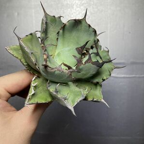 多肉植物 【特選】 アガベ agave titanota チタノタ『黒鯨』 8の画像7