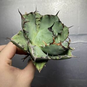 多肉植物 【特選】 アガベ agave titanota チタノタ『黒鯨』 9の画像1