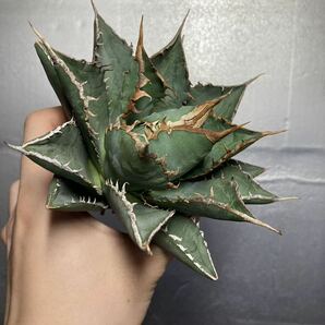 多肉植物 【特選】 アガベ agave titanota チタノタ『海王』 4の画像6