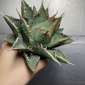 多肉植物 【特選】 アガベ agave titanota チタノタ『海王』 4の画像3