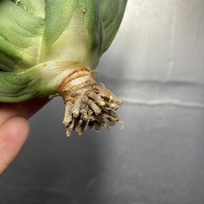 多肉植物 【特選】 アガベ agave titanota チタノタ『海王』 4の画像8