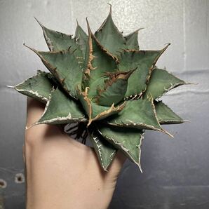 多肉植物 【特選】 アガベ agave titanota チタノタ『海王』 5の画像5