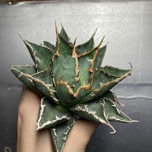 多肉植物 【特選】 アガベ agave titanota チタノタ『海王』 11の画像7