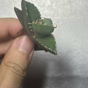 多肉植物 【特選】 アガベ agave titanota チタノタ『魔丸』 2の画像3