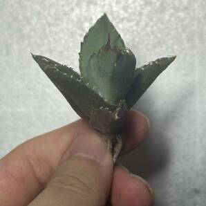 多肉植物 【特選】 アガベ agave titanota チタノタ『魔丸』 3の画像5