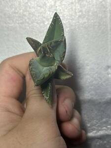 多肉植物　【特選】　アガベ　agave titanota チタノタ『魔丸』　4