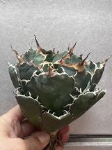 多肉植物　【特選】　アガベ　agave titanota チタノタ『白鯨』　特別状態 1_画像2