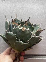 多肉植物　【特選】　アガベ　agave titanota チタノタ『白鯨』　特別状態 1_画像5