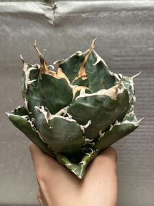 多肉植物　【特選】　アガベ　agave titanota チタノタ『白鯨』　特別状態 4